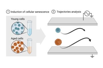 八木助教の論文がEurekAlert！に掲載されました。